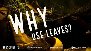 Why Use Leaves In Your Aquarium? | Complete Beginner Guide