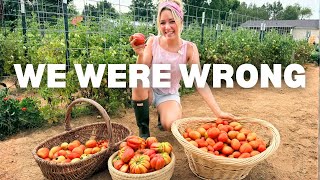 We Thought Our Tomatoes Were Ruined…