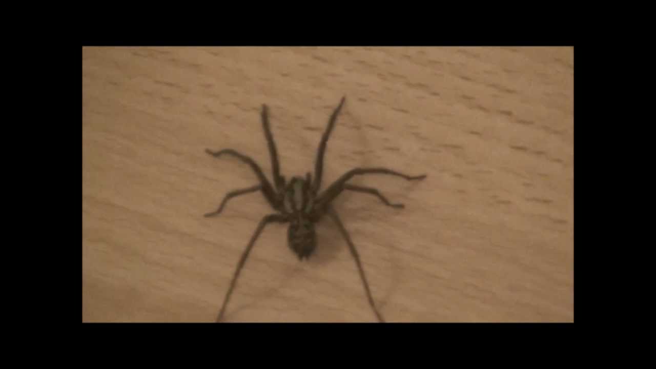Giant spider in bedroom 'Tegenaria Gigantea' 'House Spider' YouTube