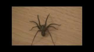 Giant spider in bedroom &#39;Tegenaria Gigantea&#39; &#39;House Spider&#39;