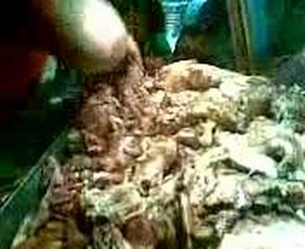 Carnitas El compa reyes moronta