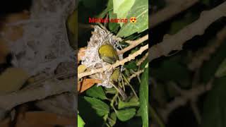 mother is always protective #bird#nest#nature lovers #