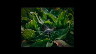 HOW TO PUT LETTERBOX /CINEMATIC EFFECT FREE