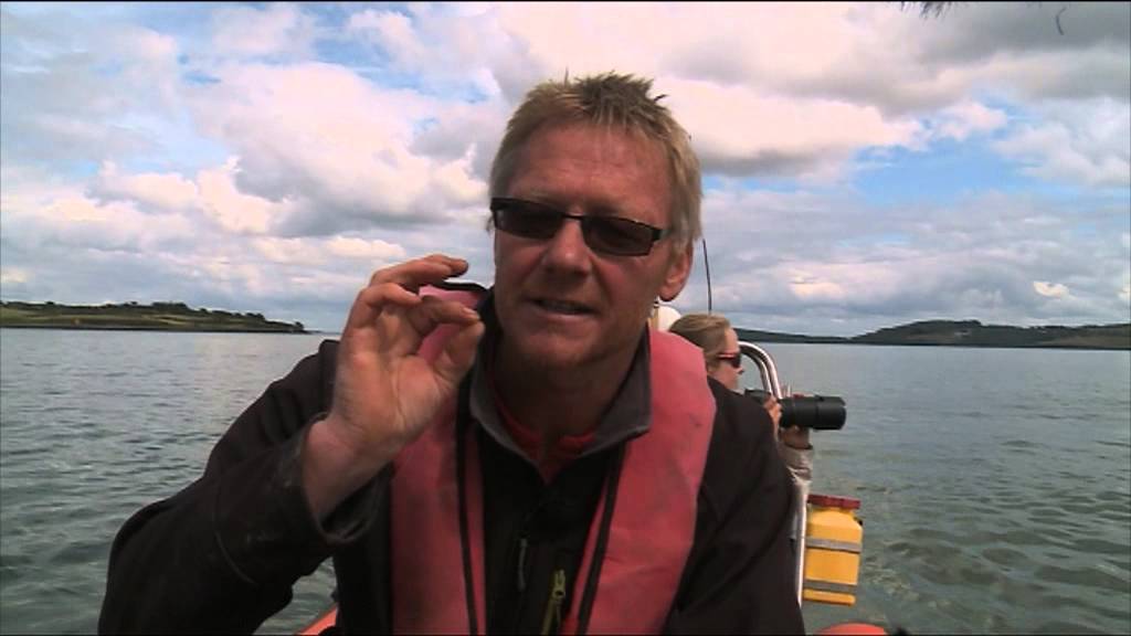 20 years of research into the River Shannon's bottlenose dolphins