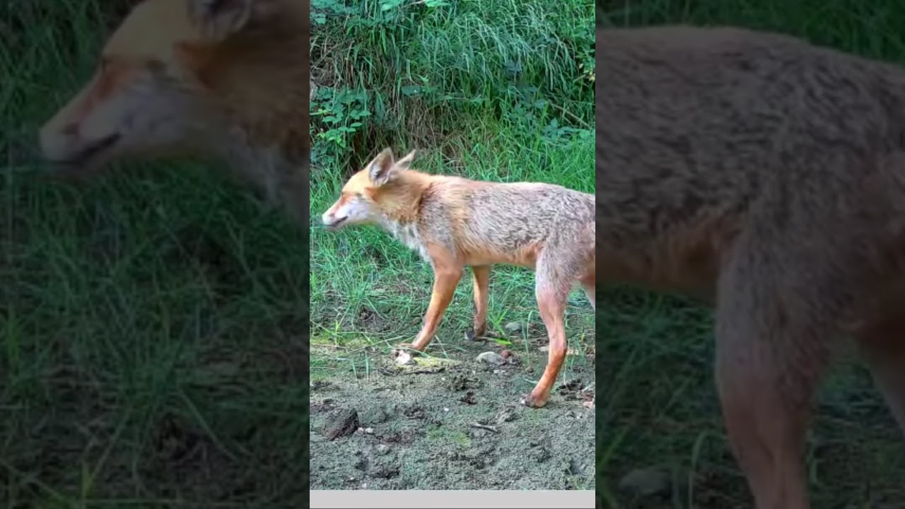 Mr Fox 🦊 after my ducks 🦆.                  @Sakointernational