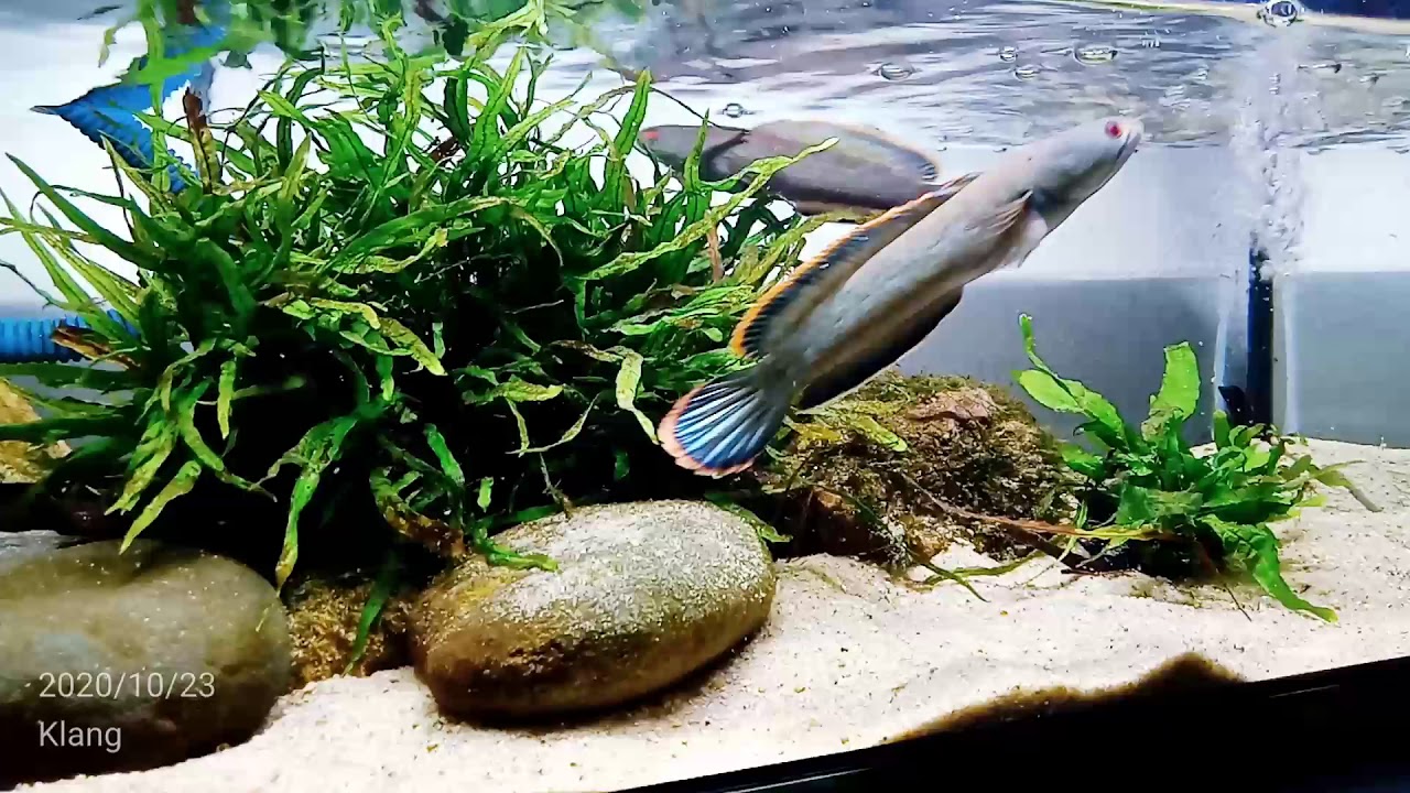 channa limbata tank updates