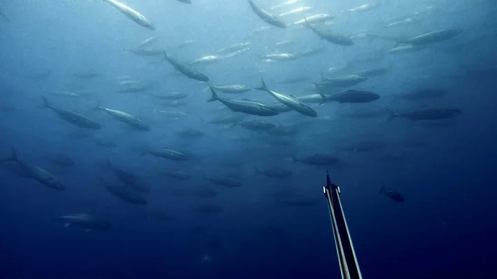 Spearfishing Yellowtail Kingfish in Capetown