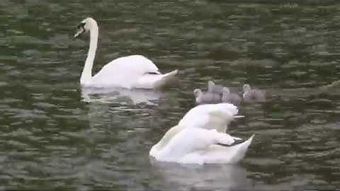 تـلاوة مؤثرة ومبكية خاشعة جداً بصوت جميل ❤ما تيسر من سورة هود❤