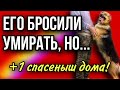 Пёс должен был умереть на цепи, но у судьбы на него были другие планы