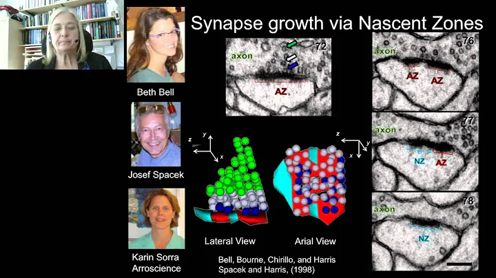 Kristen Harris - Age Dependent Responses of Dendrite Structure to Hippocampal Synaptic Plasticity