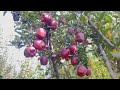 Jeromine apple variety  on seedling  result of top grafting  must watch