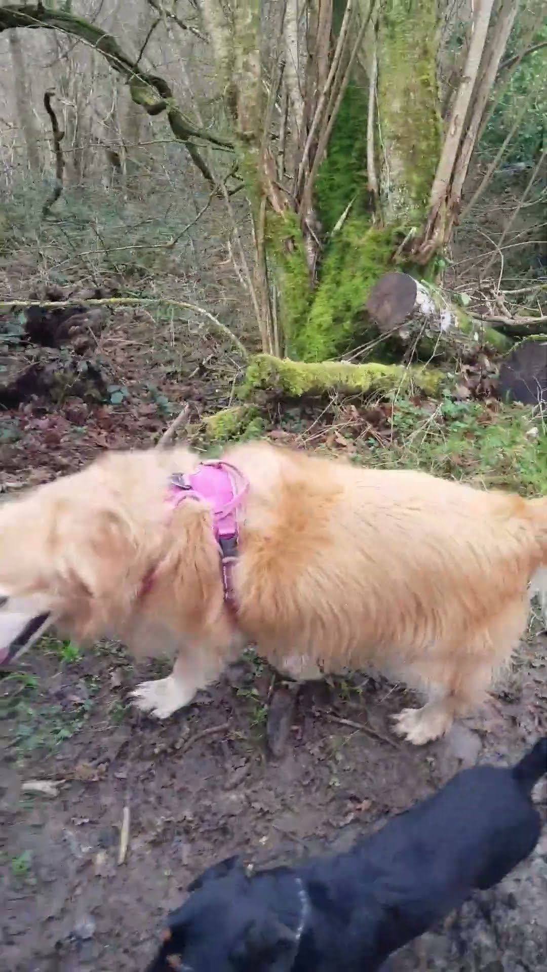 19th Feb 24 Tiggy, Fidget, Jangles, Juniper & Dora - YouTube