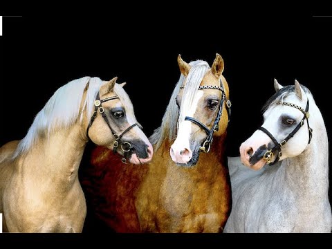 Video: Welsh pony: description of the breed, characteristics, interesting facts and reviews