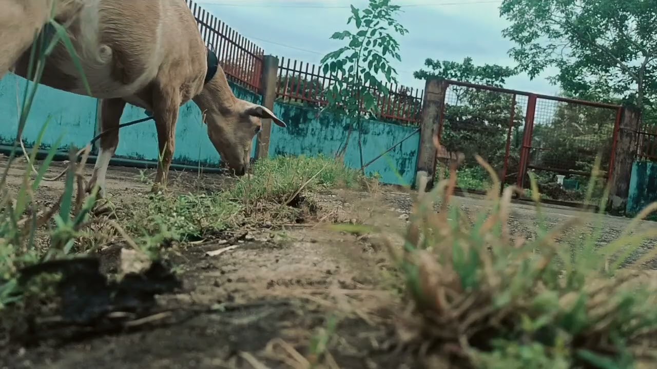 My mama goat #goats  #grass #afternoon