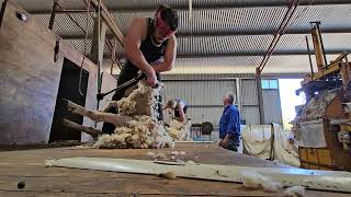 Shearing Run 4 In Australia