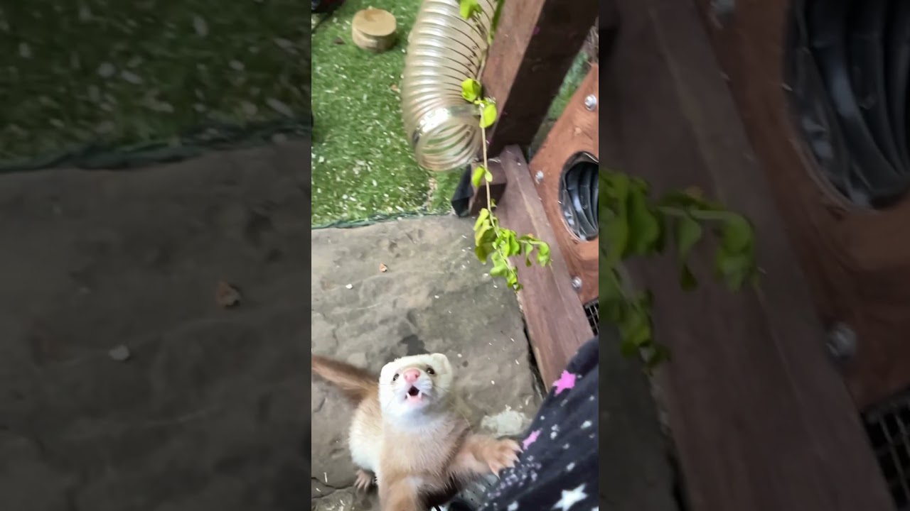 Top scary ferret jump scare