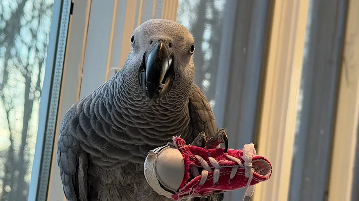 A few minutes with Symon the talking parrot this afternoon🦜Please Sub❤️#funnyparrot #talkingparrot 