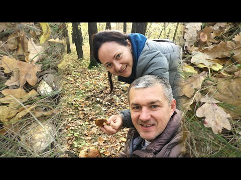 Грибы собираем в лесу. Наш первый грибной опыт... смешной)))
