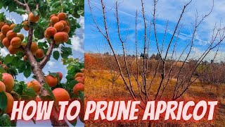 How to prune apricot trees