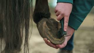 How to Pick a Horses Foot
Salem County 4-H Blue Ribbon Hoofbeats
This video demonstrates how to pick your horses foot to keep your horse safe and comfortable. How to Pick a Horses Foot