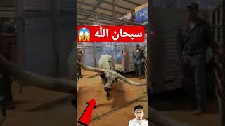 هذا هو أضخم ثور في العالم.shorts سبحان_الله islam