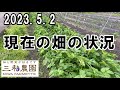 ご自分の畑と比べてみてください「現在の畑の状況」NO655（2023.5.2）