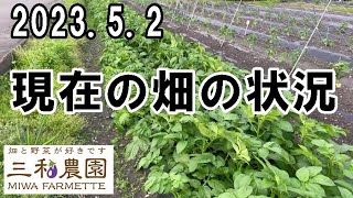 ご自分の畑と比べてみてください「現在の畑の状況」NO655（2023.5.2）