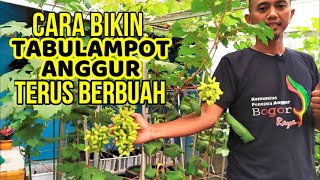 CARA MEMBUAHKAN TABULAMPOT ANGGUR || Buah Muncul Terus-Menerus