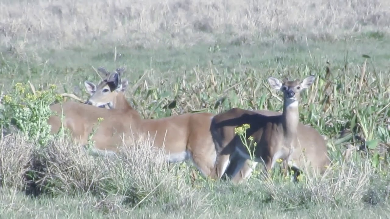 The Wildlife at Dinner Island Ranch - YouTube