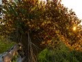 Fakahatchee Strand and Orchid Conservation Quiz
