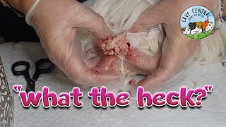Guinea pig with large sebaceous cyst removal at Cavy Central