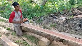 Download Lagu Di Perkampungan, Aksi Kejar Target, Pohon Kelapa Panjang 4m, Ukuran BALOK, Coconut tree. MP3