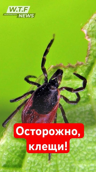 Осторожно, клещи! | Новости #shorts - YouTube