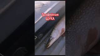 трофейная щука