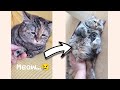 Sad cat meows for pets   the best of guang dang