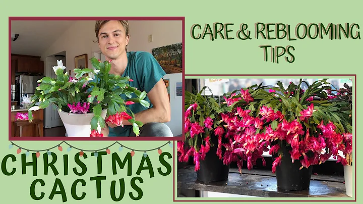 How to Grow CHRISTMAS CACTUS for lots of Flowers - Schlumbergera (subtítulos en español) 2023 - DayDayNews