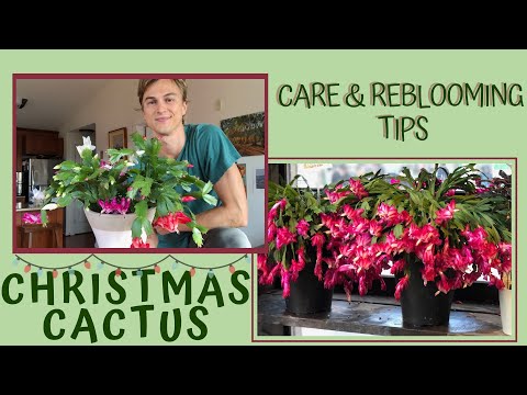 Video: Easter Cactus Care - Lub Tswv Yim Rau Kev Loj Hlob Ib tsob ntoo Easter Cactus