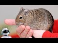10 САМЫХ НЕОБЫЧНЫХ ДОМАШНИХ ЖИВОТНЫХ / ЧАСТЬ 2