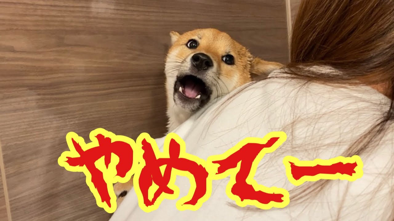 絶叫 大嫌いなシャンプーに抵抗して泣き叫ぶ柴犬 豆柴富 Youtube