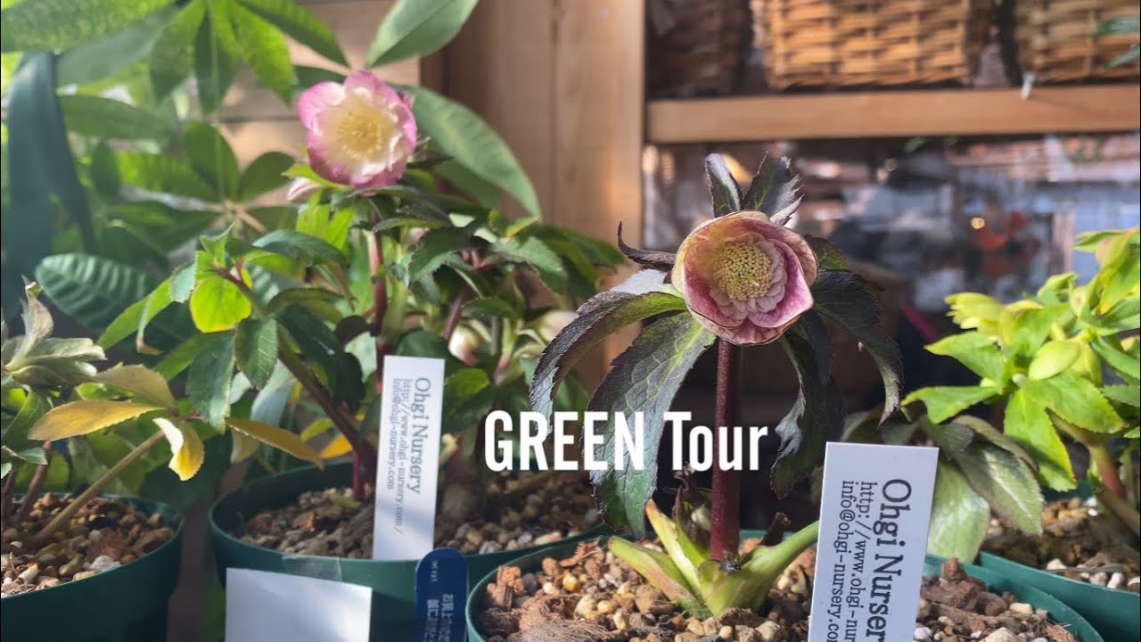 こんなに美しいクリスマスローズ見たことない！ご近所と差がつく希少品種は冬庭をもっとロマンチックにお洒落に！2025年人気のクリロー335株！ |金久| 園芸/ガーデニング店巡り | 大阪/日根野