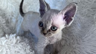 Devon Rex Kitten (Pasha 10 weeks old) by Yoko Kat 1,451 views 1 year ago 1 minute, 32 seconds