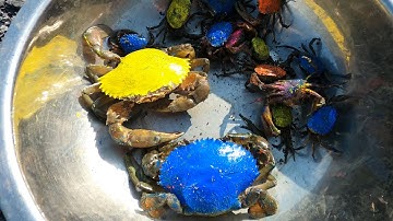 Thảo Cady lái xe tải đi xúc đá giải cứu các con vật, con ếch, con cua, xe tải, máy xúc,