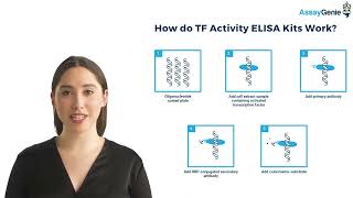 Transcription Factor Activity ELISA Kits