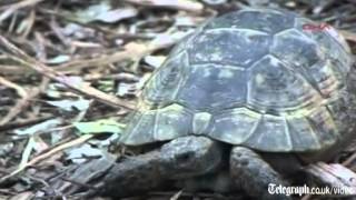Two-headed turtle found in Turkey