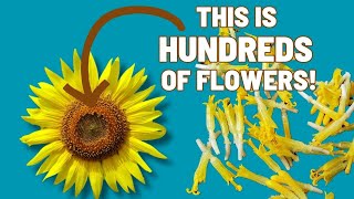 Learn To Identify Plants | ASTERACEAE (Sunflower family)