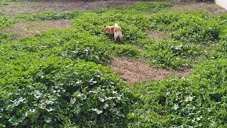 Epic Doge at new house