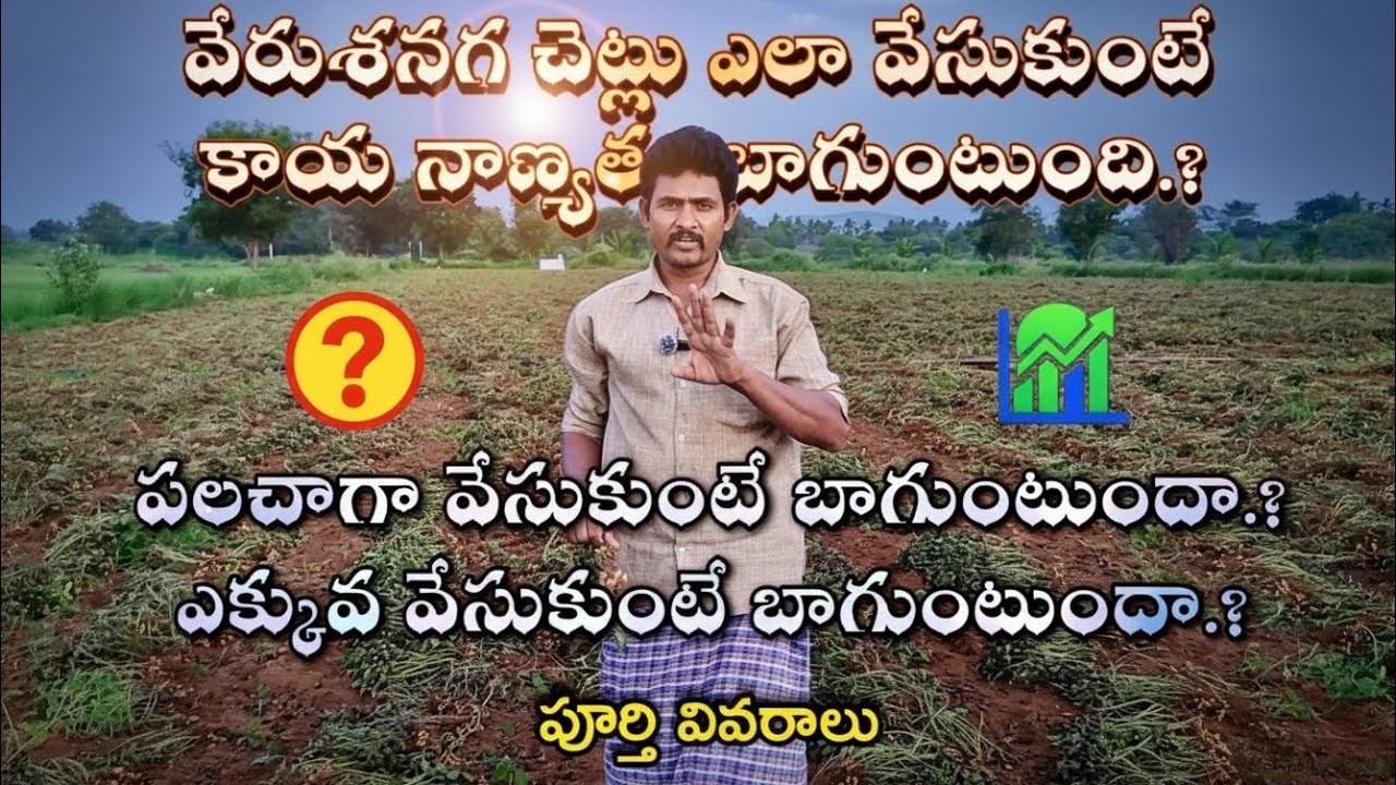 వేరుశనగ విత్తనం ఎలా వేసుకుంటే బాగుంటుంది.? పలచాగా వేసుకుంటే బాగుంటుందా? ఎక్కువ వేసుకుంటే బాగుంటుందా?