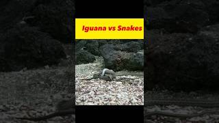 Unbelievable Escape: Iguana vs. Snakes in an Epic Chase