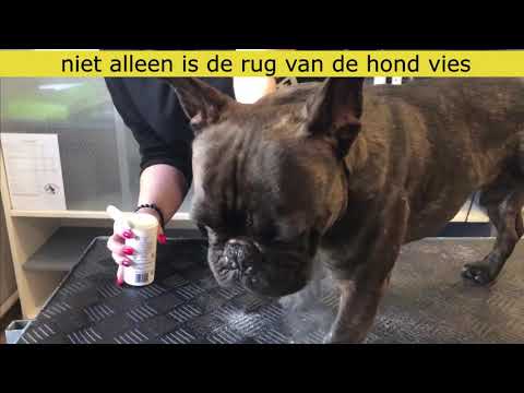 Video: Gematteerd Haar Bij Honden - Hoe Ze Onder Controle Te Houden En Wanneer Op Te Geven - Gematteerd Hondenhaar Fixeren