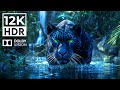 WONDERFUL WILDLIFE SIGHTING 4K HDR | with Cinematic Sounds (Colorful Animal Life)
